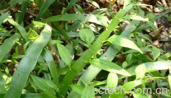 百足草的功效与副作用-1