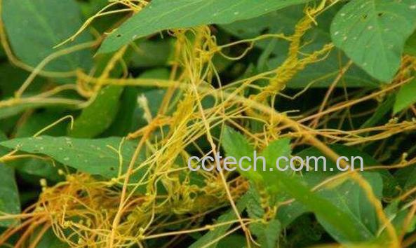 无娘藤的功效与作用-0