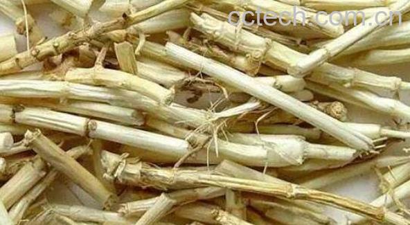 芦根的功效与作用 芦根禁忌-0