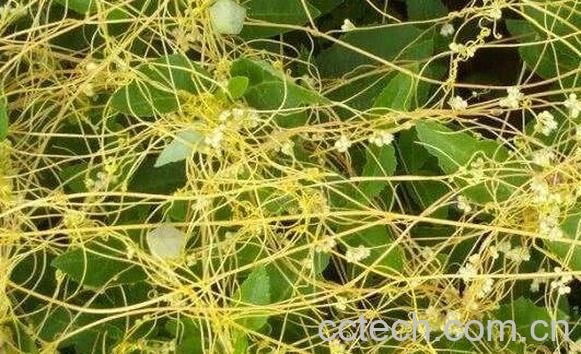 无娘藤的功效与作用-1