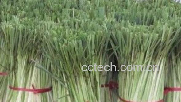 香茅草洗头有什么功效 香茅洗头的作用-0