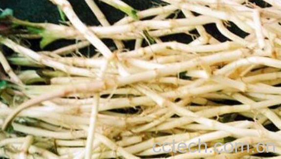 芦根的功效与作用 芦根禁忌-1