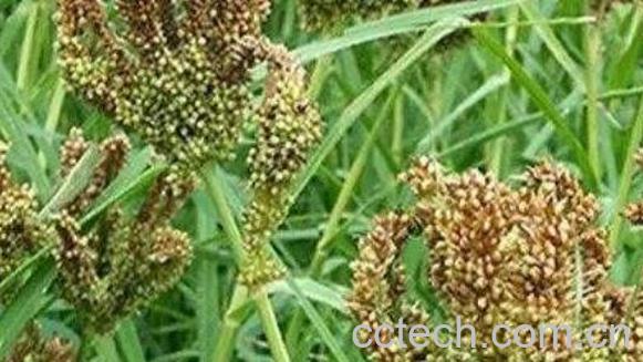 水稗草的功效与作用-0
