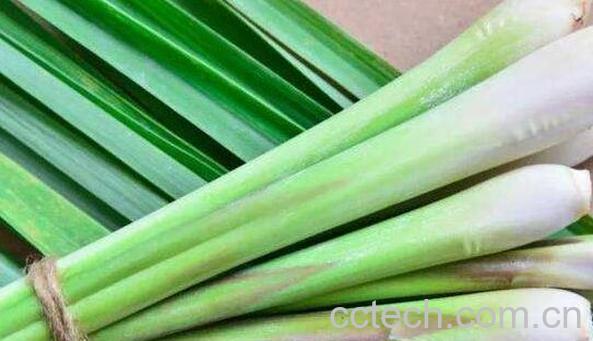 香茅草洗头有什么功效 香茅洗头的作用-1