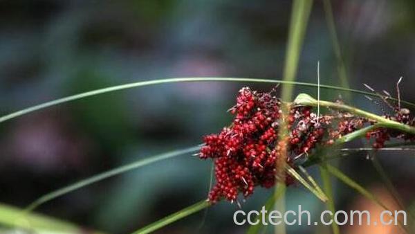 山红稗的功效与作用-0