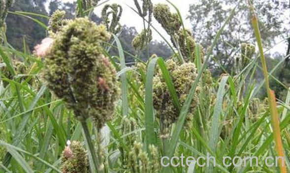 水稗草的功效与作用-1