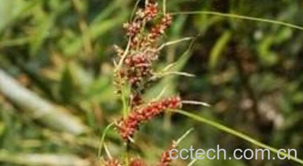 山红稗的功效与作用-1