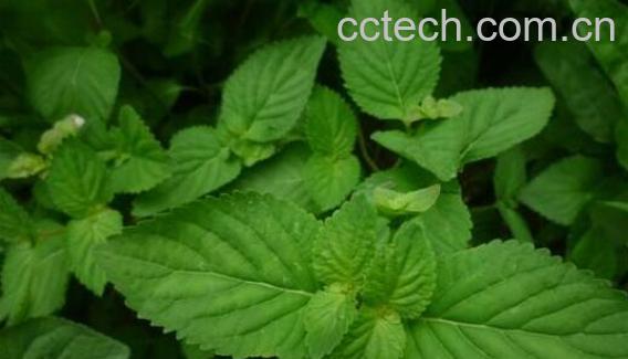 溪黄草的功效与作用 溪黄草的禁忌-1