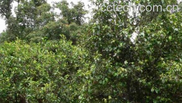 田婆茶的功效与作用-0