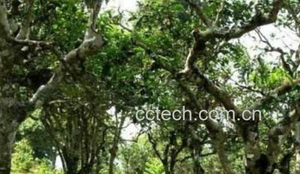 田婆茶的功效与作用-1