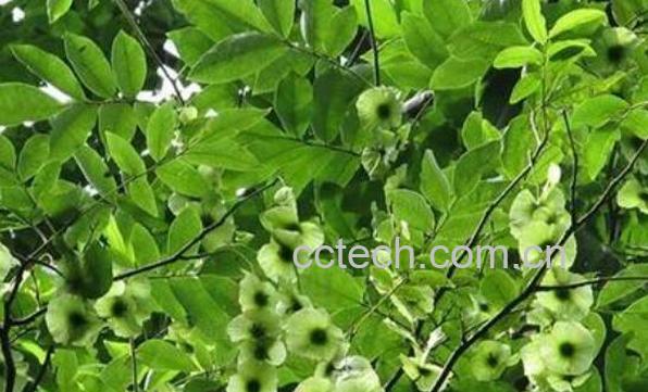 青钱柳的功效与作用 青钱柳长期喝的坏处-1