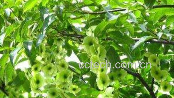 青钱柳的功效与作用 青钱柳长期喝的坏处-0