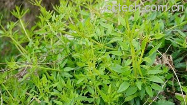 茜草与茜草根有什么区别 茜草的功效-0