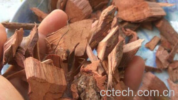 桃金娘根的功效与作用-1