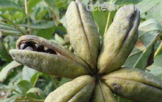 牡丹果的功效与禁忌-0