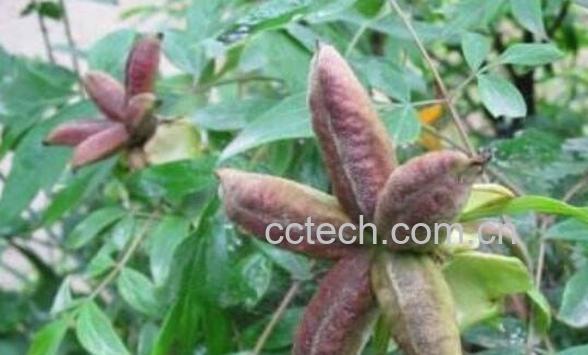 牡丹果的功效与禁忌-1