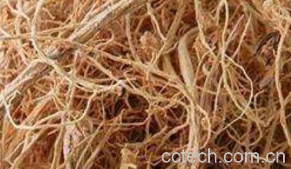 三七根须怎么吃 三七根须的正确吃法-1