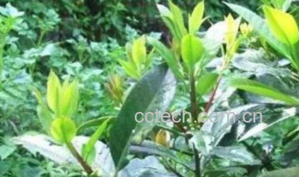 苦丁茶树的功效与作用-0