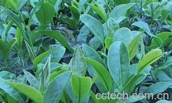 苦丁茶树的功效与作用-1