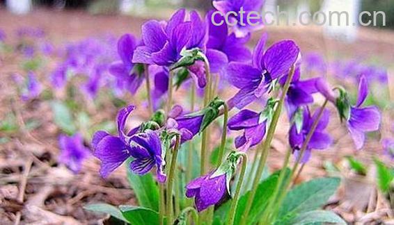 紫花地丁的作用与功效 紫花地丁的药用价值-0