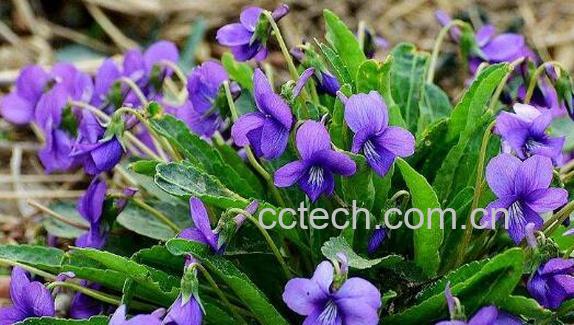 紫花地丁的作用与功效 紫花地丁的药用价值-1