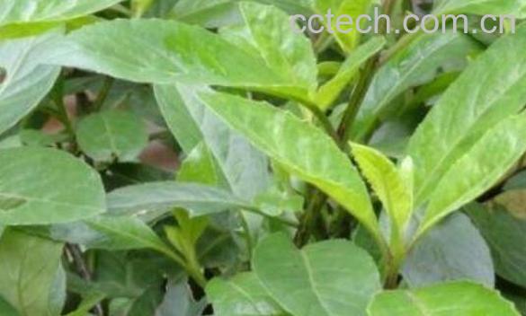 中药天葵草的功效与作用 天葵草的药用价值-0