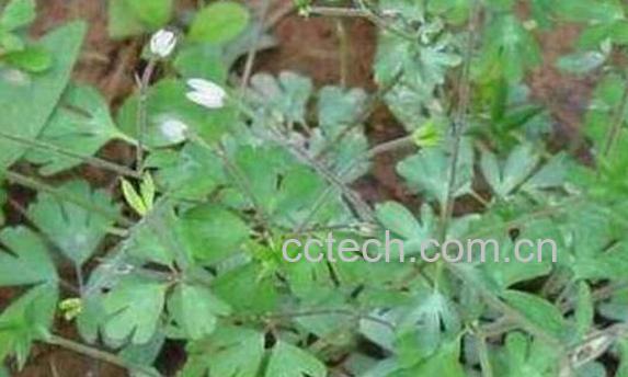 中药天葵草的功效与作用 天葵草的药用价值-1