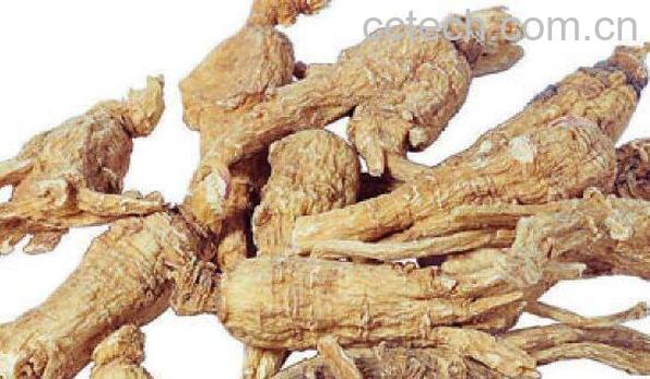 药归参的功效与作用-0