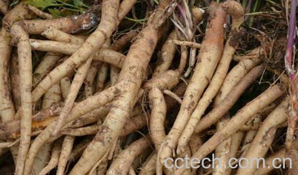 药归参的功效与作用-1