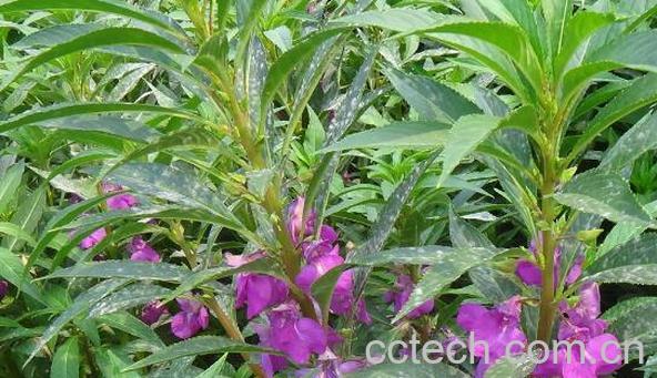 中药急性子的功效与作用 急性子的副作用-1