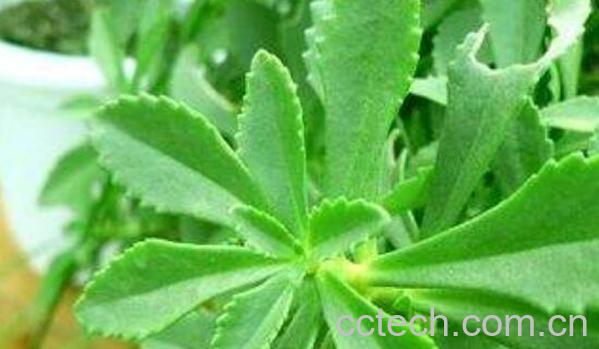 土田七的功效与作用 土田七的药用价值-0