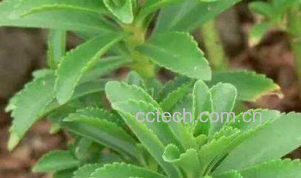 土田七的功效与作用 土田七的药用价值-1