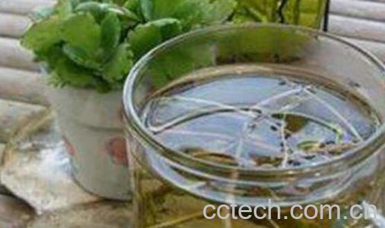 蒲公英根泡水喝的功效 蒲公英根怎么泡水-0