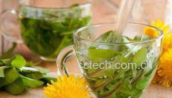 蒲公英泡水喝的功效有哪些-1