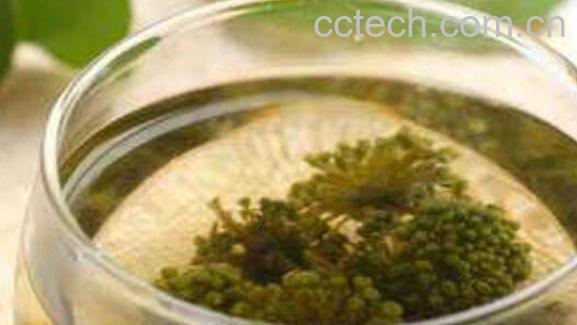 三七花泡水喝的功效-0