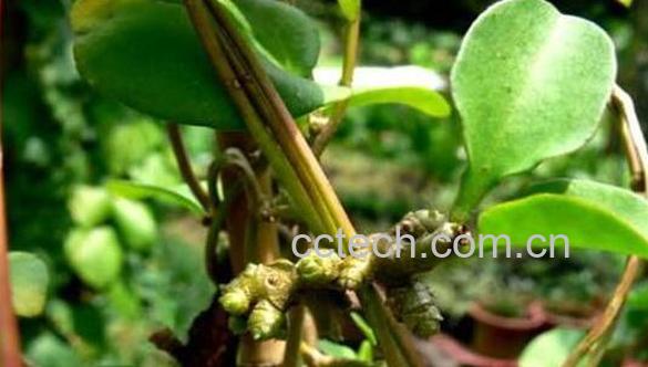 藤三七的功效与作用 藤三七的药用价值-1