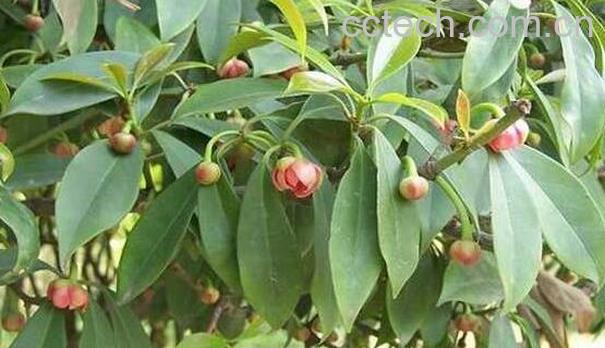 莽草的功效与作用 莽草的禁忌-1