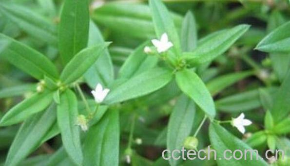 四方草的功效和作用-0