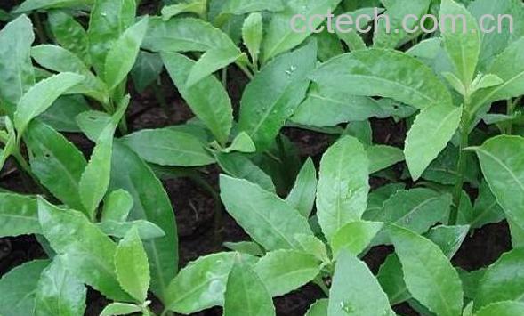 四方草的功效和作用-1