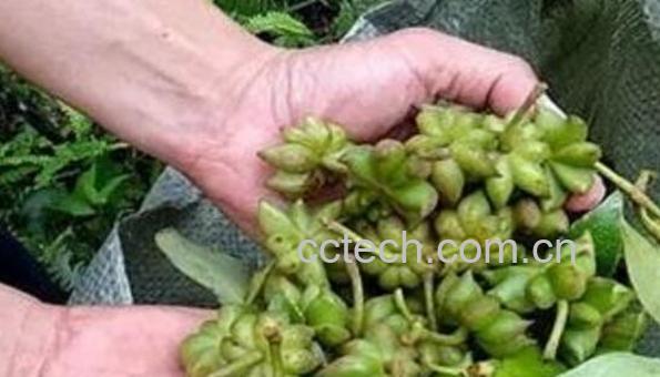 莽草种子的功效与作用-1