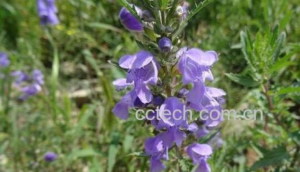 香青兰子的功效和作用-0