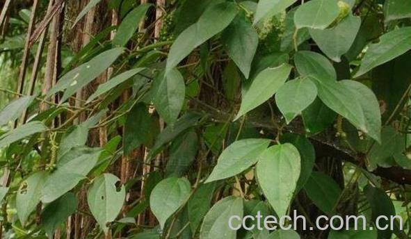 四方骨的功效与作用-1