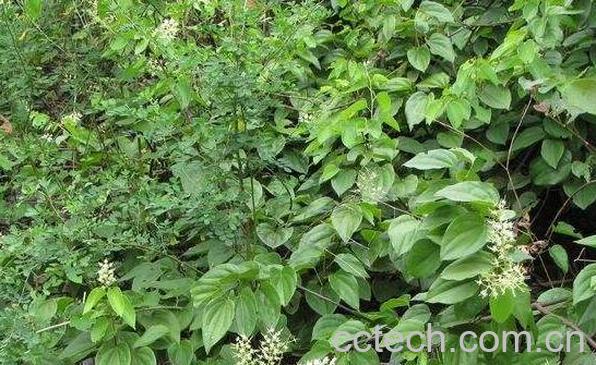 野生四方藤的功效与作用-1