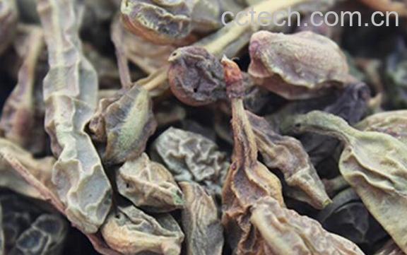 槐角泡水喝的功效与作用-1