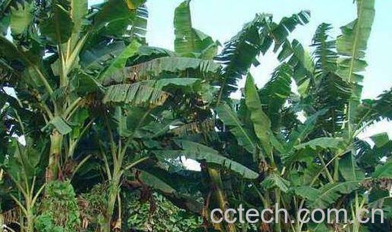 芭蕉树杆的功效与作用-0