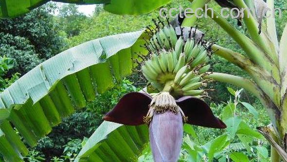 红芭蕉头的作用与功效 红芭蕉头的药用价值-0