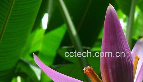 红芭蕉头的作用与功效 红芭蕉头的药用价值-1