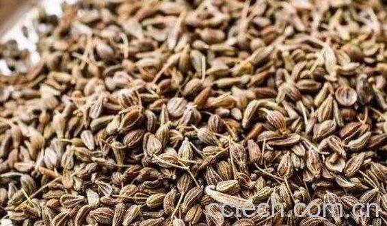 茴芹籽的功效与作用-0