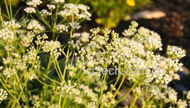 茴芹籽的功效与作用-1