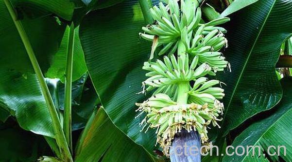 芭蕉花的功效与作用-0
